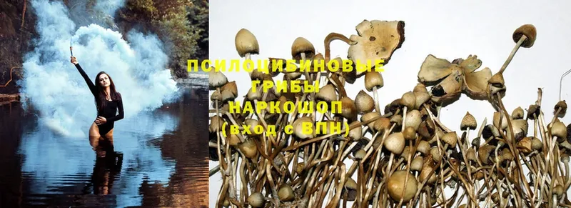 blacksprut ССЫЛКА  Лысково  Псилоцибиновые грибы Magic Shrooms 